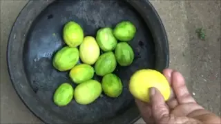 Village Food - Cooking Hog Plum Curry in my Village by my Mom