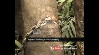 Elephant in pathetic condition നരകയാതനയില്‍  വാഴപ്പള്ളി മഹാദേവന്‍