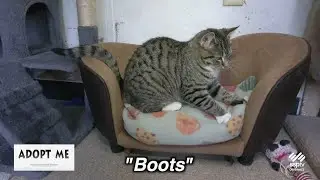 Акция 