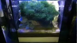 jmadden184's Reef: Sept '11 Day 307 Miracle Mud Added