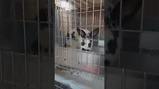 Subscribe.  Homesteading in The City Daily Chores Feeding Meat Rabbits and Collecting Rabbit Manure
