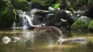 Squirrel jumping in a stream to catch a nut from water