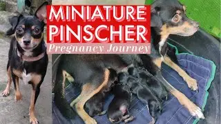 MINI PINSCHER PREGNANCY JOURNEY AND GIVING BIRTH
