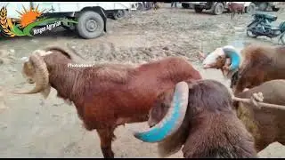 Sindhanur sheep market @Nexzen Agrarian