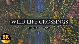 MOST BEAUTIFULL WILDLIFE CROSSING IN THE NETHERLANDS