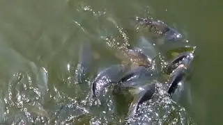 Настоящий улов рыбака! Размер имеет значение!!!/ A real catch of a fisherman! Size matters!!!
