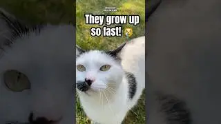 Cat&rsquo;s in the Cradle Pt. 1 | SisterCatsTV
