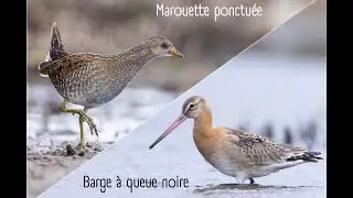 Marouette ponctu&eacute;e et barge &agrave; queue noire en Bretagne sud