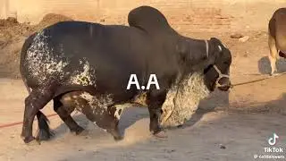 pure kodu Bacha
