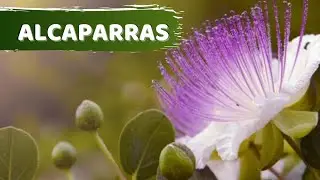 Alcaparras voc&ecirc; sabe qual parte dela &eacute; comest&iacute;vel, Para que serve a alcaparra? sua hist&oacute;ria e origem