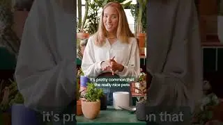 Do You Need to Drain Your Plants? #shorts