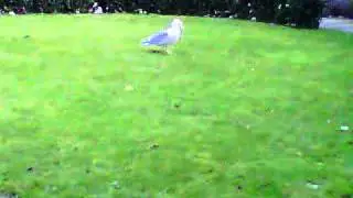Seagul