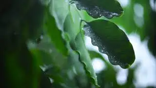 Soothing Rain Sounds (Fall Asleep, Lower Heart Rate/Anxiety)