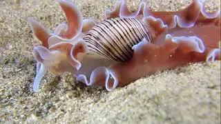 Nelson Bay night diving