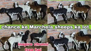 Sabhi Saste Manda Hai White Macherla Black and Brown Sindhanur Sheep Lot Available in Hyder