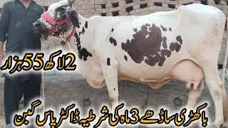 💎فریزین چولستانی کراس گائے باکھڑی تین ماہ کی شرطیہ ڈاکٹر پاس گبن 03263951451//19اکتوبر2025قیمت 255k