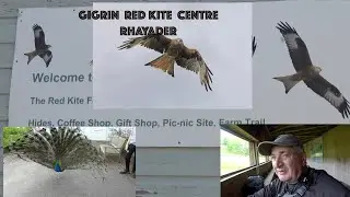Gigrin Red kite Centre Rhayader