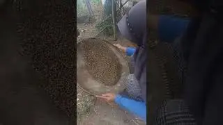 napi lada lanjut ngangkat jemuran#fyp#viralvideo
