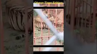 Lion vs Tiger [It Will Rain] #animals #bigcats #tigerlion