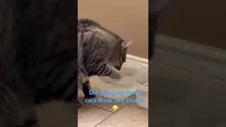 Cat drinking with paw, #cutecat, #catdrinking, #sillycat