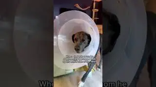 🐶 Great Dane in a Cone Denies Bedtime Drama | &ldquo;None of It&rsquo;s True!&rdquo; 😂