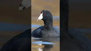 Eurasian coot bird call sound #coot #eurasian #bird #call #sound #hunting #shortvideo #duckhunting