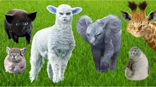 Learn To Love Animals, Learn Animal Sounds cat, pig, monkey, kitten, cow, horse, elephant