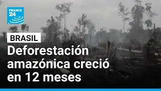 Deforestaci&oacute;n en Amazon&iacute;a brasile&ntilde;a aument&oacute; un 4% en 12 meses