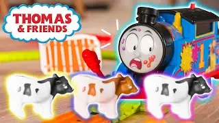 Cows Block the Tracks!! | Watch Out Thomas