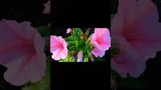 mind freshening music | relief your strees | soothing relaxation..
