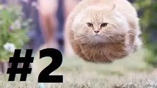 Kitten Cannon Addicting Flash Games w/Loyal Panic GamePlay