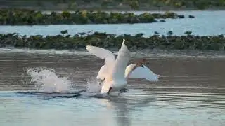 A pair of North American Trumpeter Swans call out as they fly up from a northern USA Beaver pond