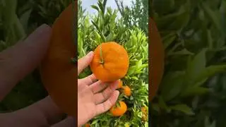 C&oacute;mo cultivar mandarinas desde una rama &mdash; m&eacute;todo f&aacute;cil y r&aacute;pido 🍊