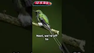 Rare Birds | Top Ten Rarest Birds In The World #shorts  #birds