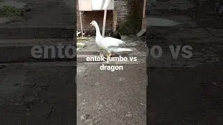 entok jumbo dan entok dragon