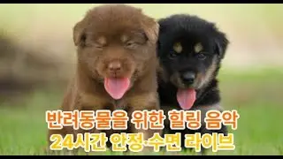 반려동물과 함께 듣는 부드러운 힐링 BGM#힐링음악#동물힐링#반려동물음악#수면음악#HealingMusicForPets#PetHealingMusic