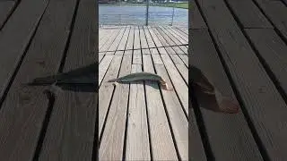 I caught this Little Gar #fish in a park #pond #focus on #fishing #shortvideo