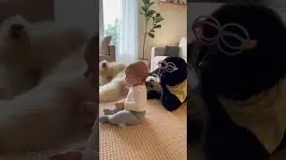 Giant Dogs vs. Tiny Human
