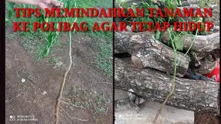 TIPS MEMINDAHKAN TANAMAN YANG DI CABUT KE DALAM POT ATAU POLIBAG AGAR TIDAK MATI