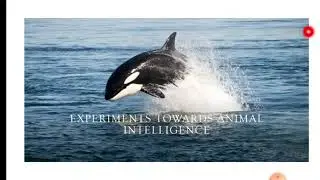 Experiments towards animal intelligence (9th grade)
