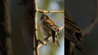Everything You Need To Know About The Brambling