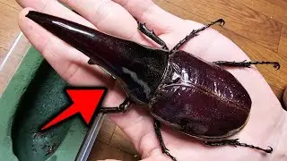 ツノが異常に太くなりすぎたヘラクレスオオカブトが無事に羽化してきました