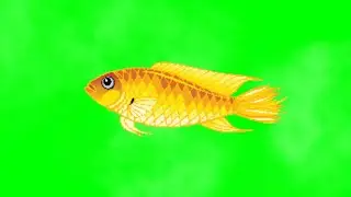 Copyright Free Fish Green Screen Effects,Chroma Key,Goldfish 4k,(Download link)||TECH GREEN SCREEN