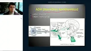 Fisiologia Básica do Sistema Renal AULA 3: Controle da Osmolalidade, Volumes e Pressão