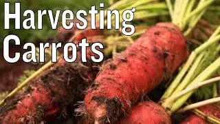 When To Harvest Carrots