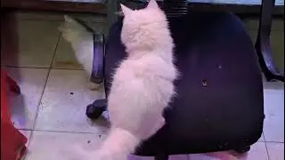 Two colour eyes persian cat #video end tak dekhe