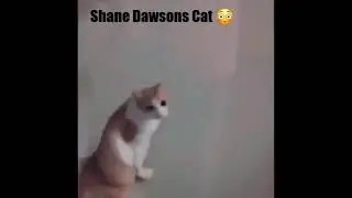 Shane Dawson's Cat