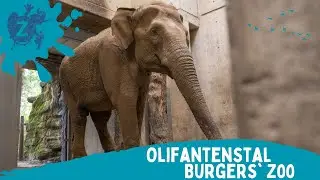 Burgers' Zoo - Olifantenstal