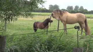 Altruism in horses - Shetland pony defends little foal against stallion