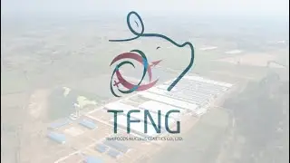 Thaifoods Nucleus Genetics Company Limited (TFNG) - GGP  Breeder swine farm - Eng sub